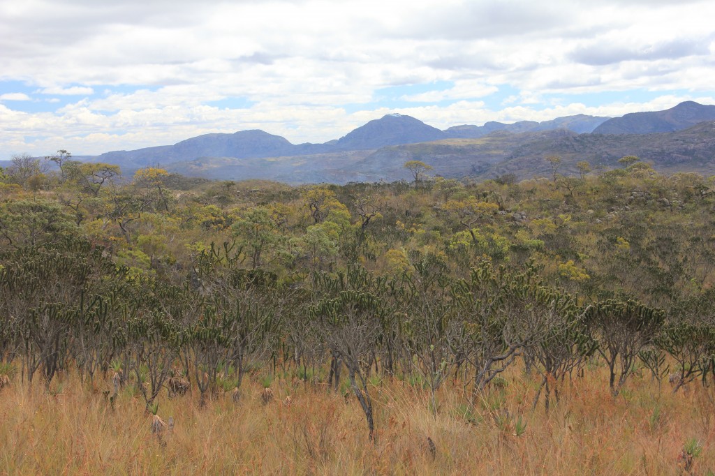 Brasile, Cerrado, savana tropicale