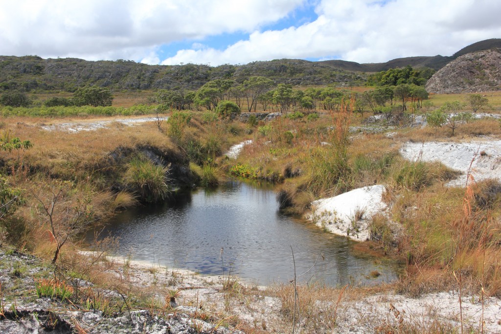 Baron, Cerrado, savana tropicale