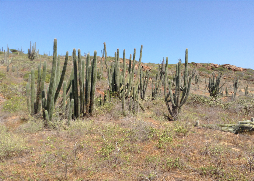 cactus ad aruba