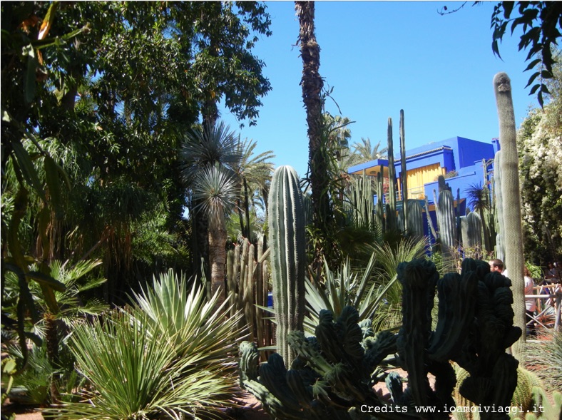 cactus giardini majorelle