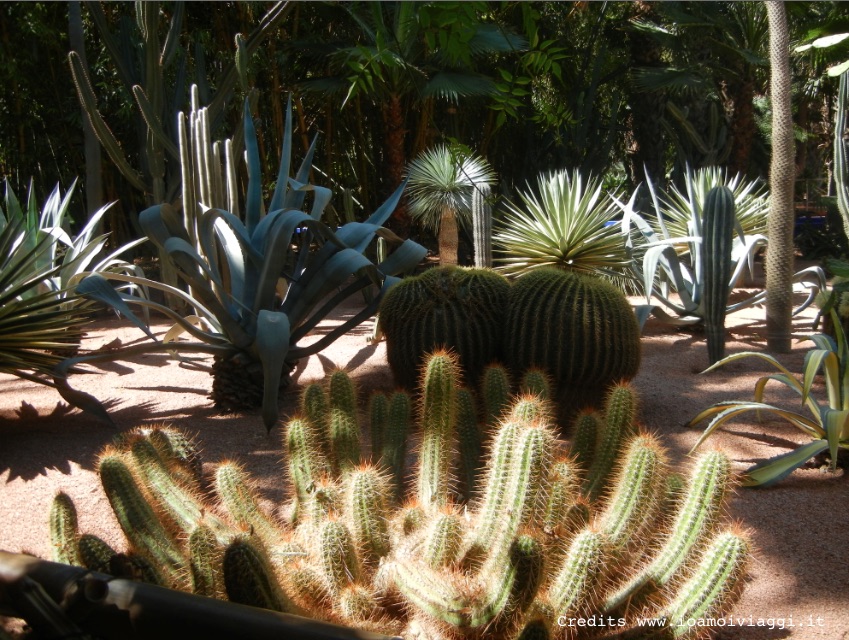 cactus gigante jardin majorelle