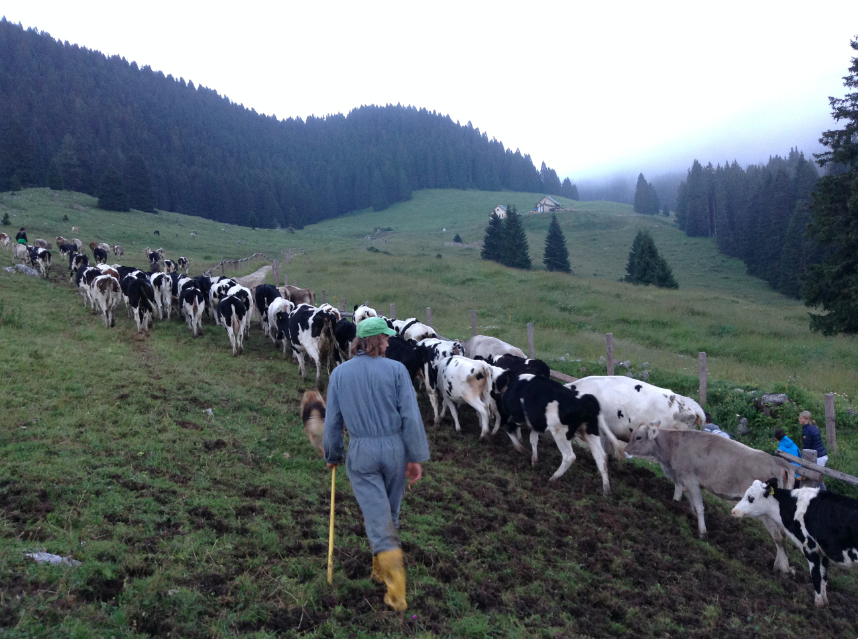 il pastore spinge le mucche in malga
