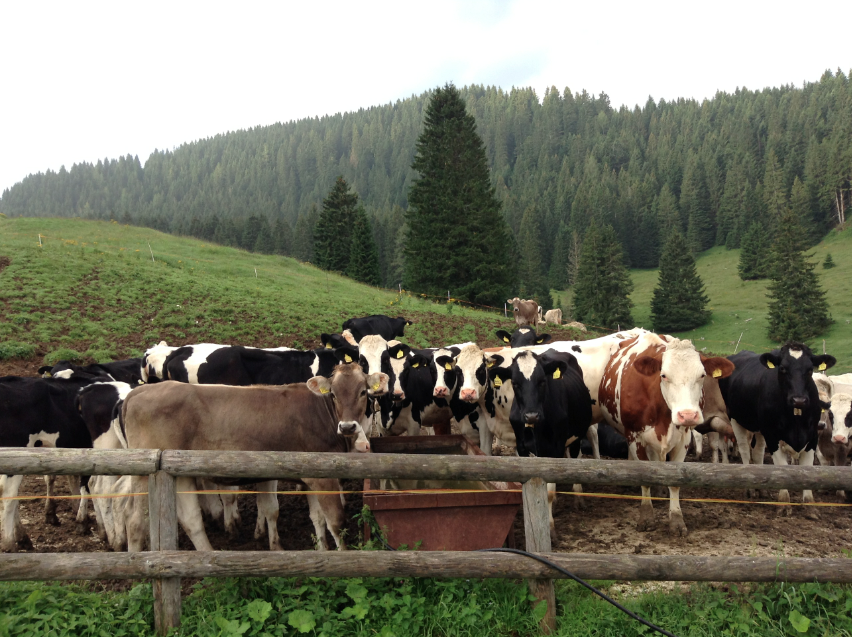 mucche a riposo