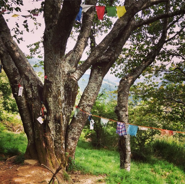 albero con gli occhi orsigna