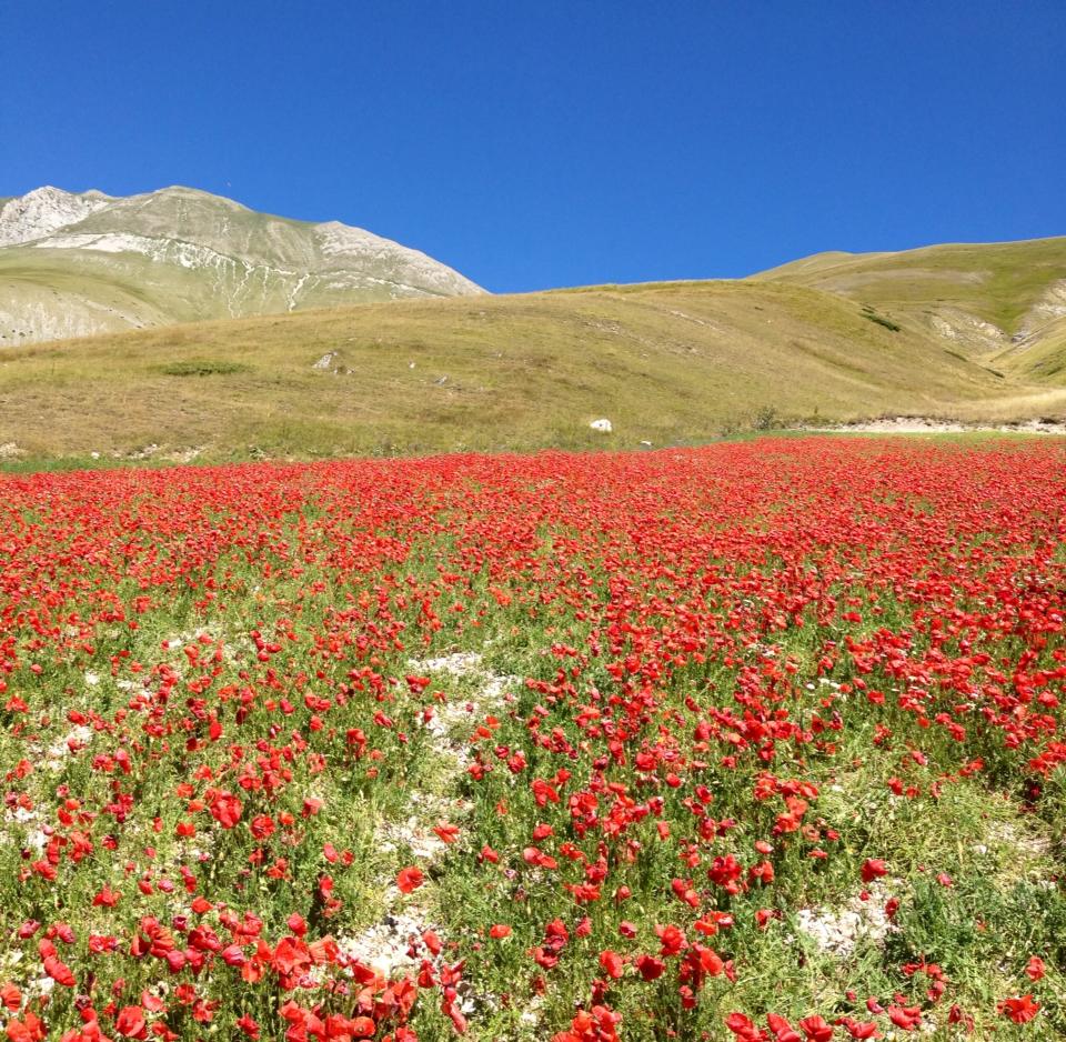 fioritura_castelluccio