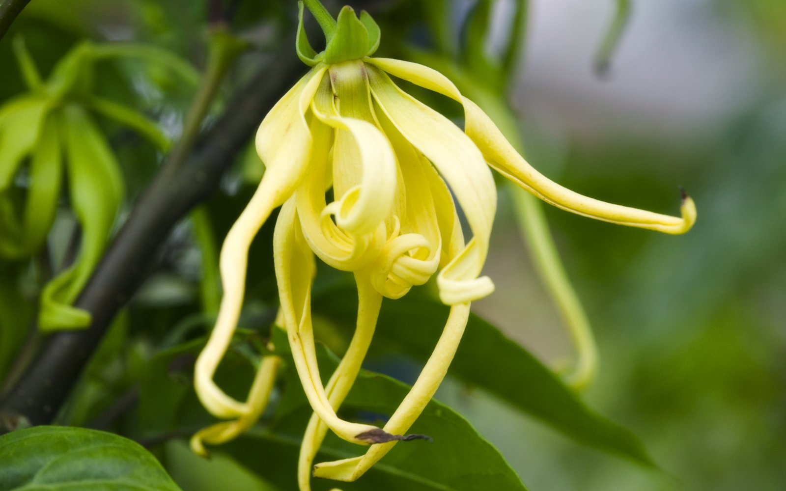 ylang-ylang