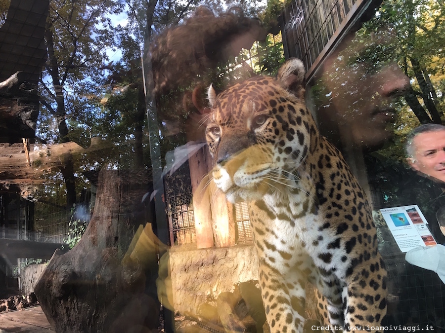 leopardo-zoo-pistoia