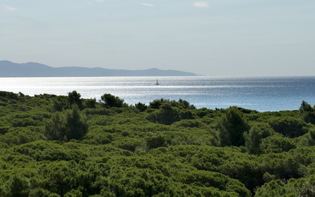 maremma costa toscana pineta di roccamare