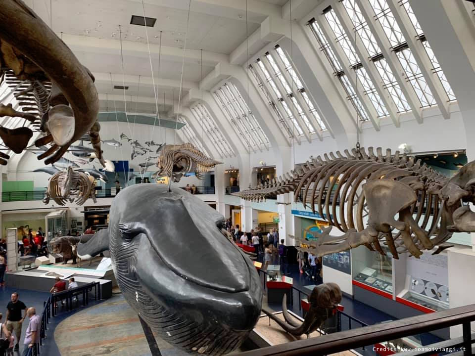 sala della balena museo storia naturale londra